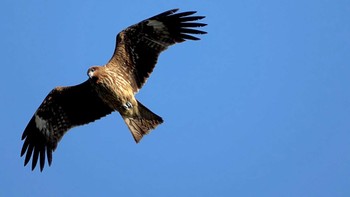 トビ 葛西臨海公園 2023年11月24日(金)