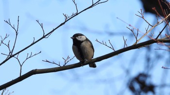 シジュウカラ 葛西臨海公園 2023年1月25日(水)