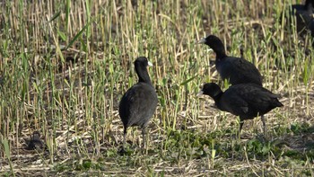 オオバン 葛西臨海公園 2023年11月24日(金)