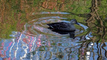 カルガモ 葛西臨海公園 2023年11月24日(金)