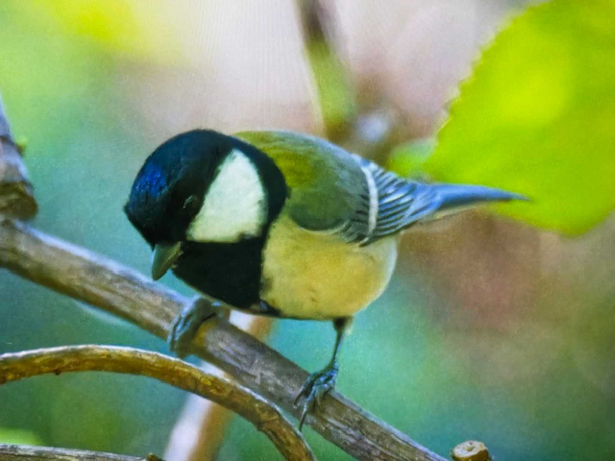 シジュウカラ