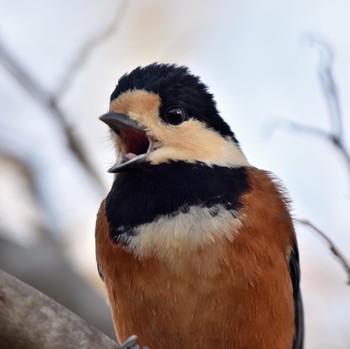 Varied Tit Kitamoto Nature Observation Park Thu, 11/23/2023