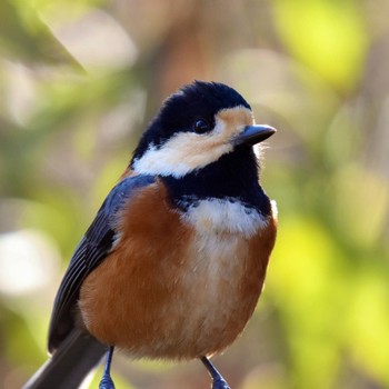 Varied Tit Kitamoto Nature Observation Park Thu, 11/23/2023