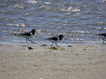 Eurasian Oystercatcher 雲出川河口 Mon, 5/8/2023