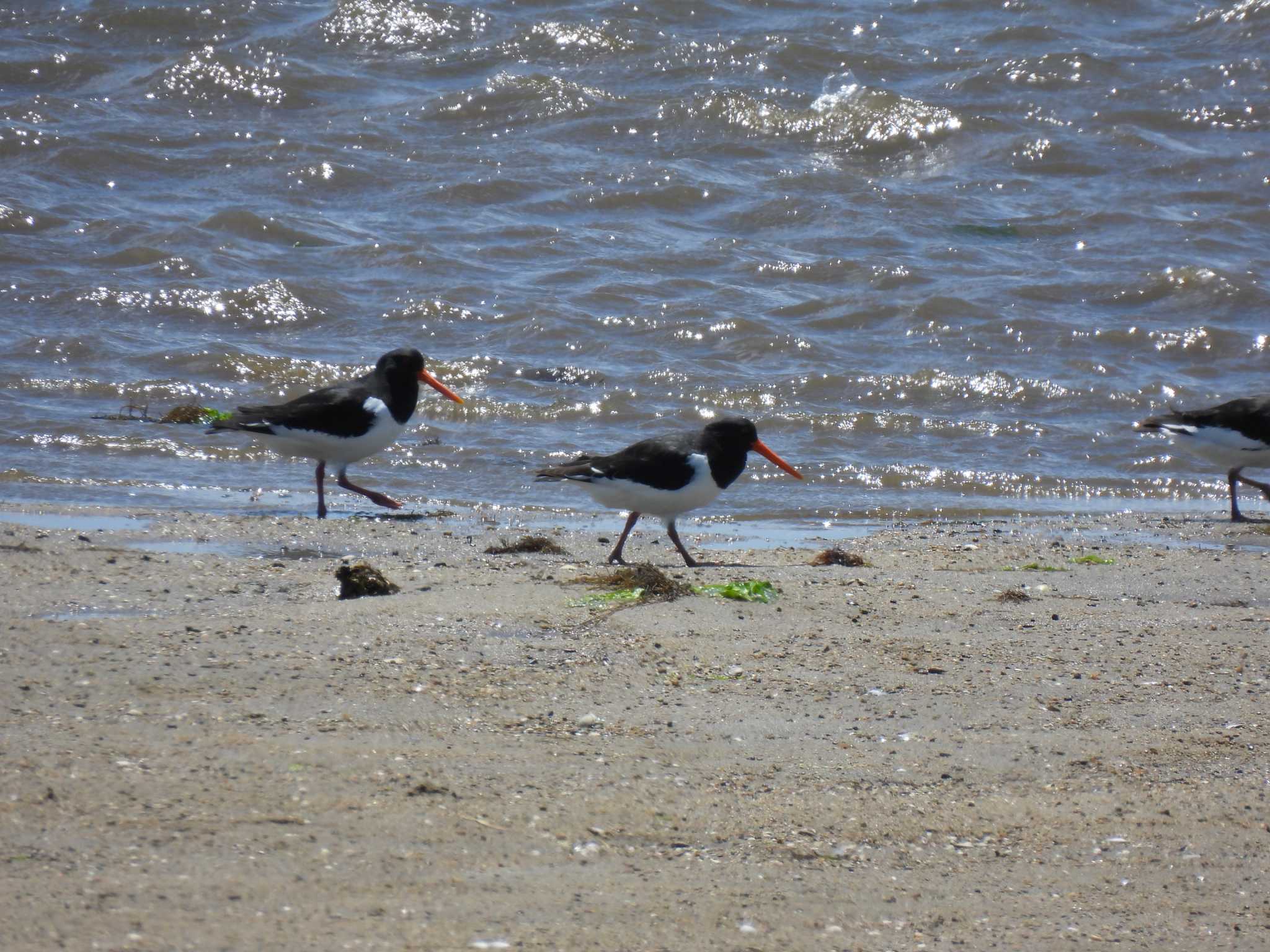 Photo of Eurasian Oystercatcher at 雲出川河口 by mkmole