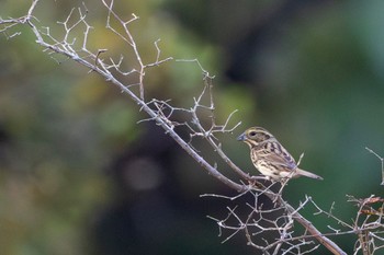 アオジ 守谷野鳥のみち 2023年11月5日(日)