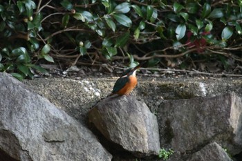 Common Kingfisher Machida Yakushiike Park Fri, 11/24/2023