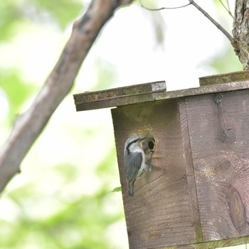 シロハラゴジュウカラ The Bird Watching Cafe 2018年6月7日(木)