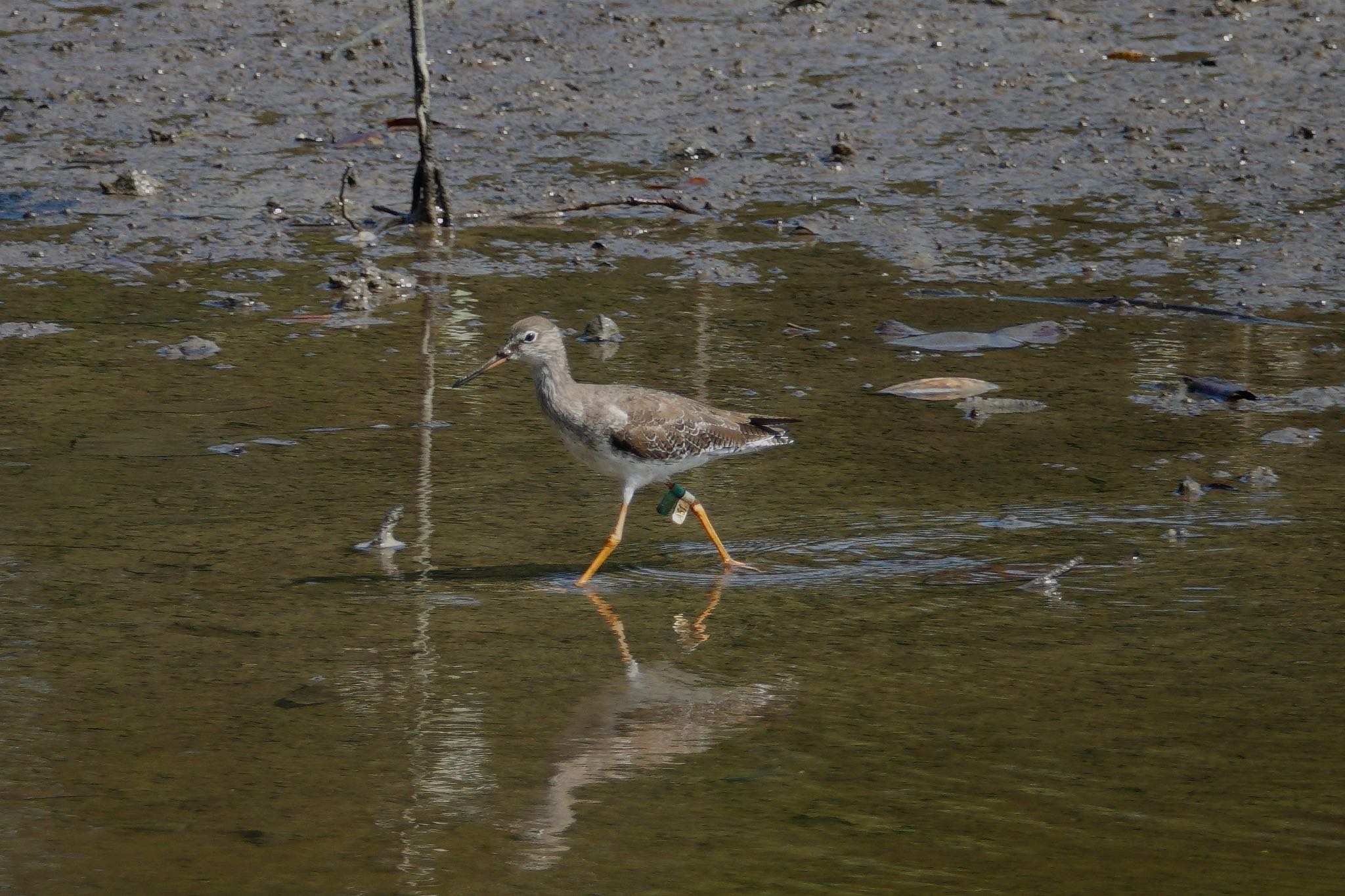 Sungei Buloh Wetland Reserve アカアシシギの写真 by のどか