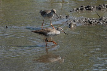 アカアシシギ Sungei Buloh Wetland Reserve 2023年3月16日(木)