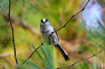 エナガ ロクハ公園(滋賀県草津市) 2023年11月24日(金)