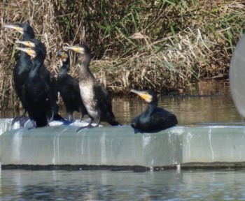 Sat, 11/18/2023 Birding report at Watarase Yusuichi (Wetland)