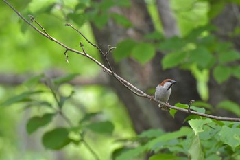 ニュウナイスズメ The Bird Watching Cafe 2018年6月7日(木)