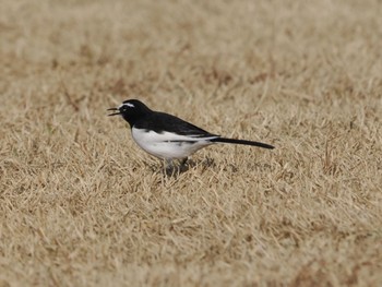 Japanese Wagtail 岡山後楽園 Fri, 11/24/2023