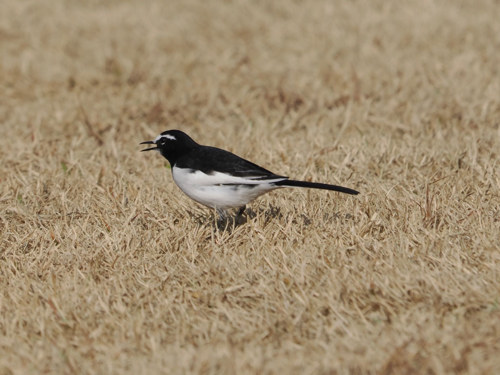 Photo of Japanese Wagtail at 岡山後楽園 by ぽぽぽ