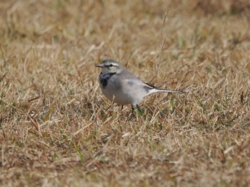 White Wagtail 岡山後楽園 Fri, 11/24/2023