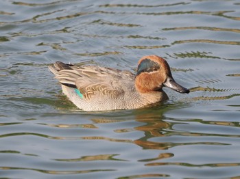 Eurasian Teal 岡山後楽園 Fri, 11/24/2023