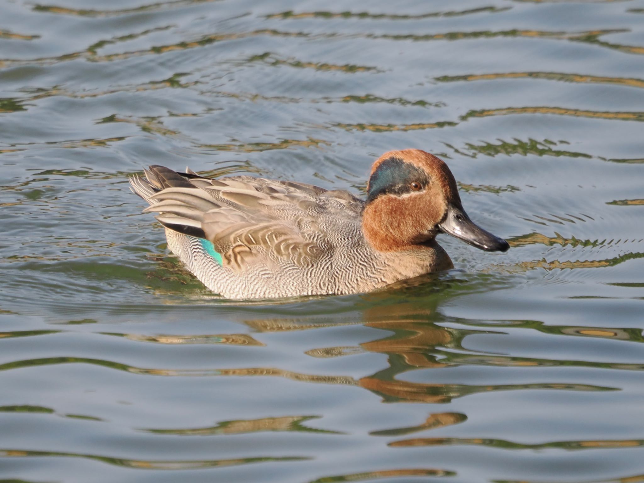 Photo of Eurasian Teal at 岡山後楽園 by ぽぽぽ