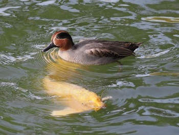 Eurasian Teal 岡山後楽園 Fri, 11/24/2023