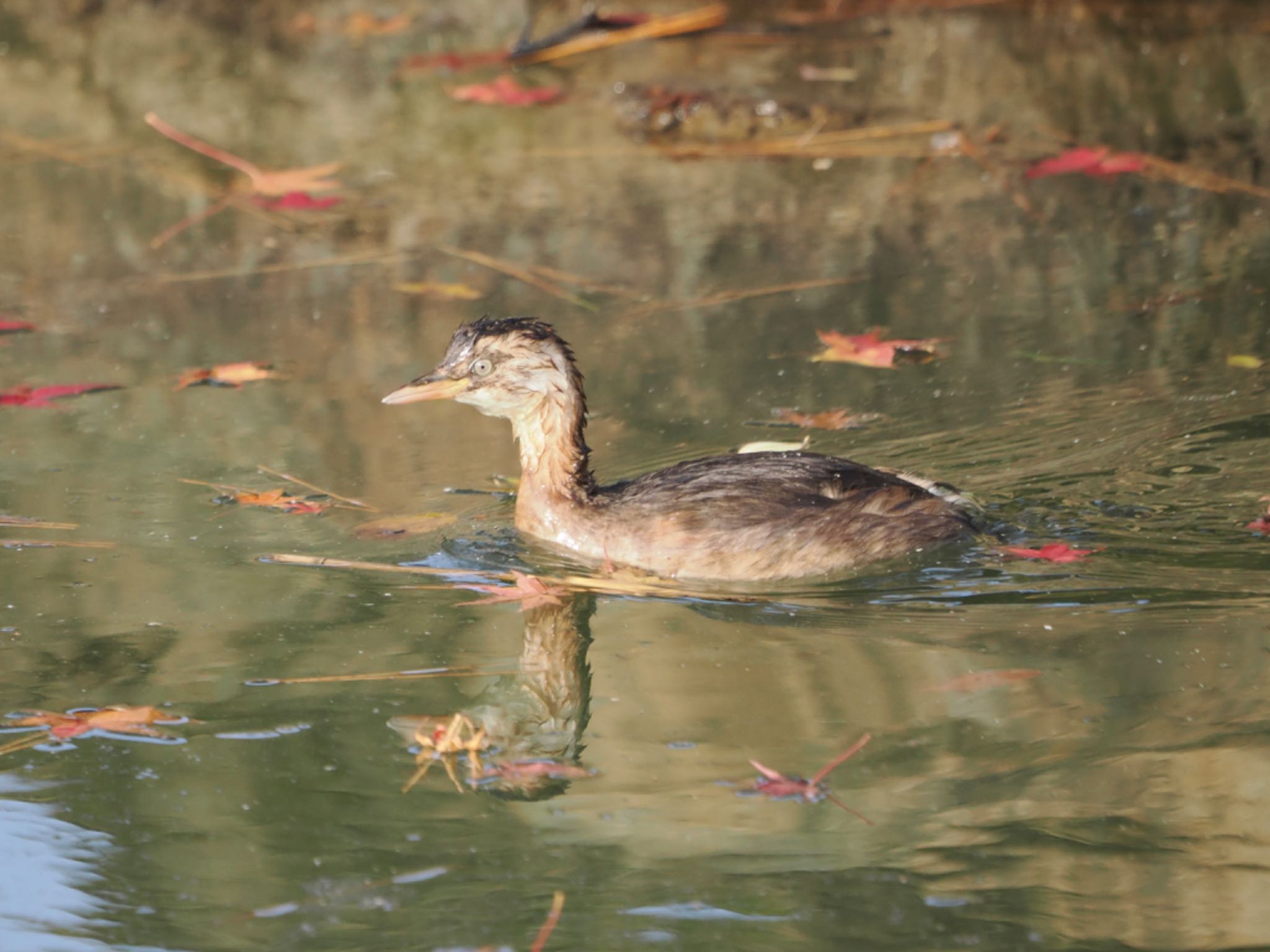 Photo of Little Grebe at 岡山後楽園 by ぽぽぽ