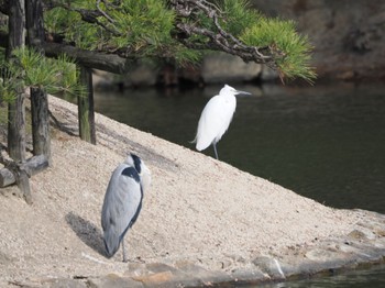 チュウサギ 岡山後楽園 2023年11月24日(金)