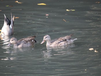 Gadwall 岡山後楽園 Fri, 11/24/2023