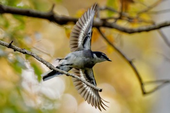 2023年11月23日(木) 水元公園の野鳥観察記録