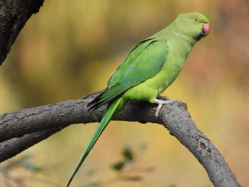 ワカケホンセイインコ 石神井公園 2023年11月23日(木)