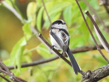 2023年11月23日(木) 石神井公園の野鳥観察記録