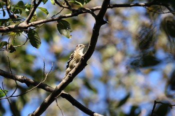 Japanese Pygmy Woodpecker 秋ヶ瀬公園(ピクニックの森) Fri, 11/24/2023