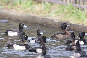 キンクロハジロ こども自然公園 (大池公園/横浜市) 2023年11月23日(木)