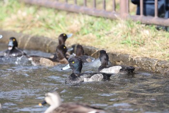 キンクロハジロ こども自然公園 (大池公園/横浜市) 2023年11月23日(木)