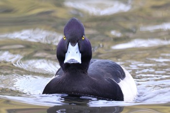 キンクロハジロ こども自然公園 (大池公園/横浜市) 2023年11月23日(木)