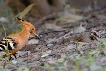 Eurasian Hoopoe 雲南省 Tue, 11/21/2023