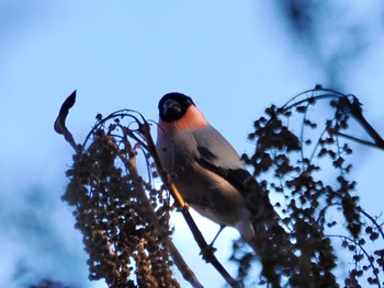 2023年11月24日(金) 埼玉県民の森の野鳥観察記録