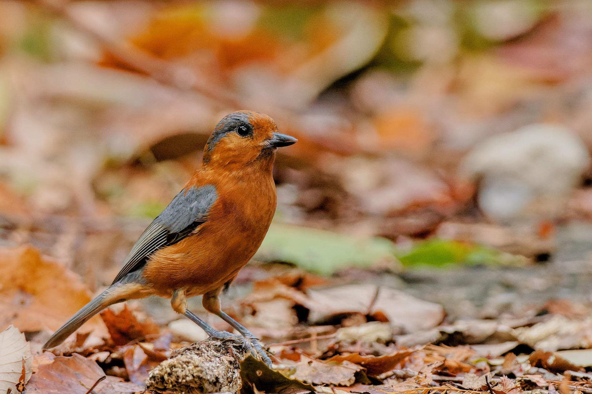 Varied Tit