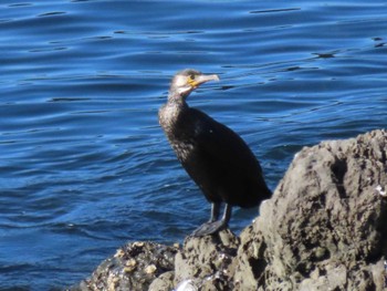 Japanese Cormorant 志津川湾 Wed, 11/22/2023