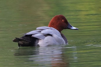 ホシハジロ 東京港野鳥公園 2023年11月23日(木)