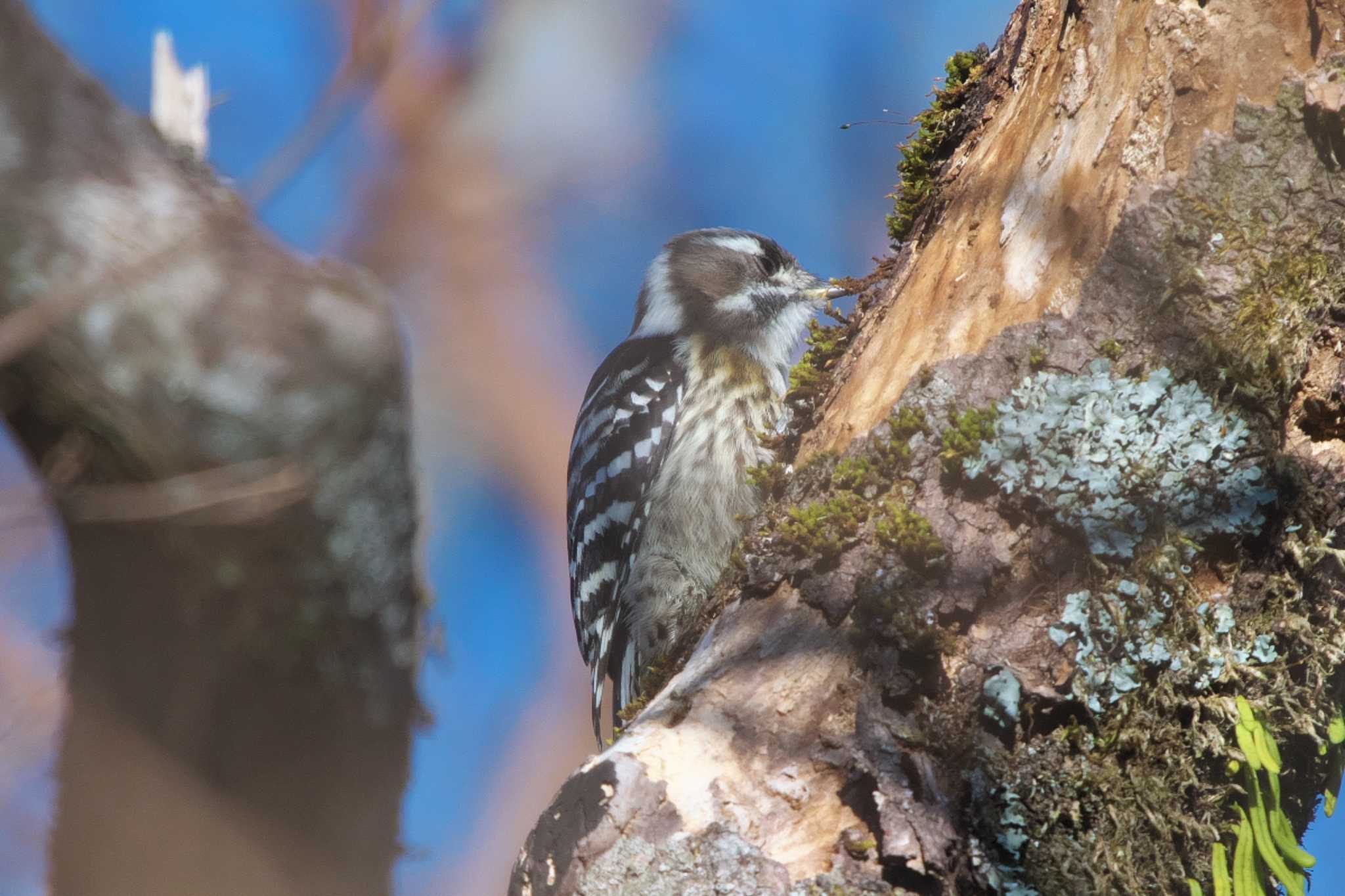 Japanese Pygmy Woodpecker