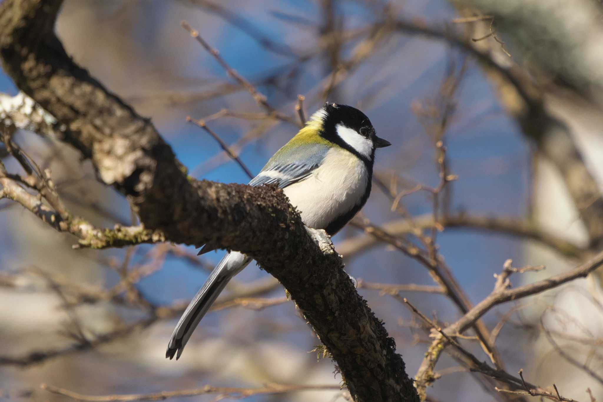 Photo of Japanese Tit at 富士山須山口登山歩道 by Y. Watanabe