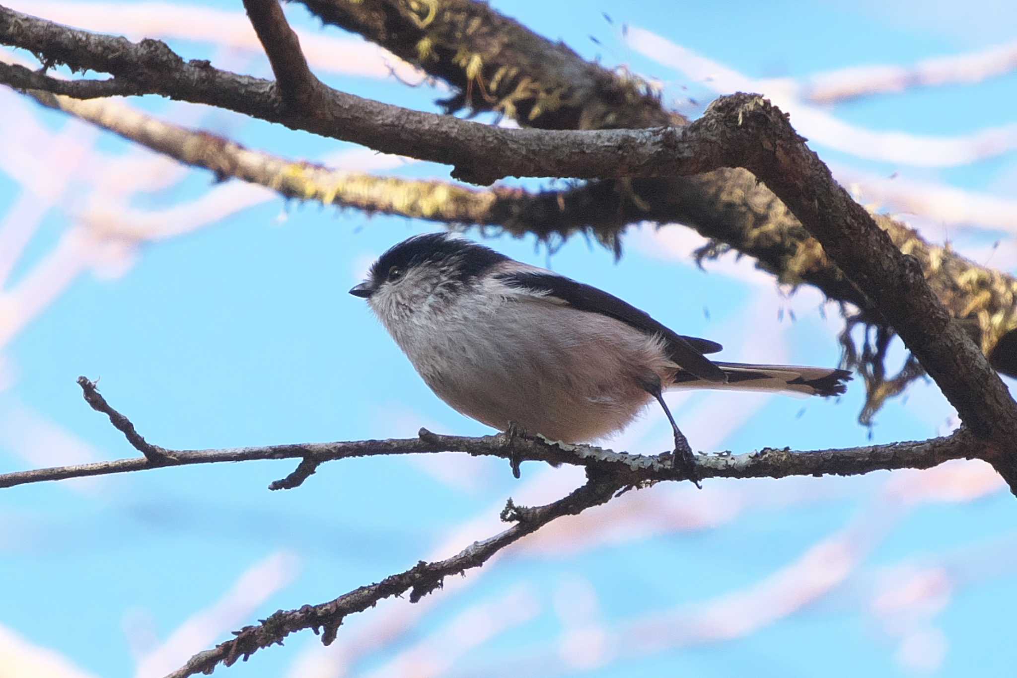 Long-tailed Tit