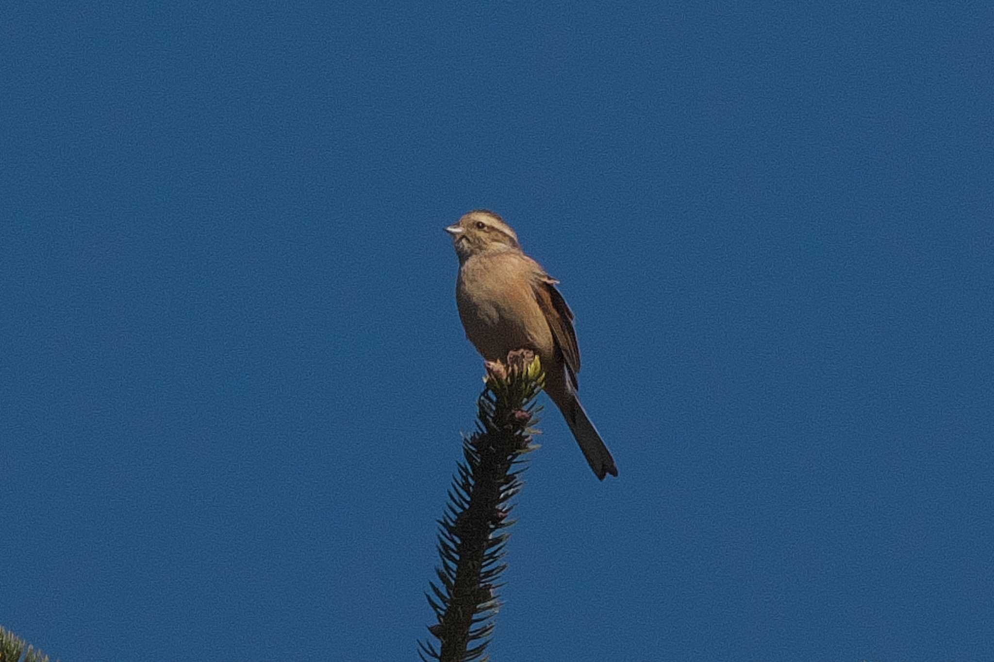 Meadow Bunting