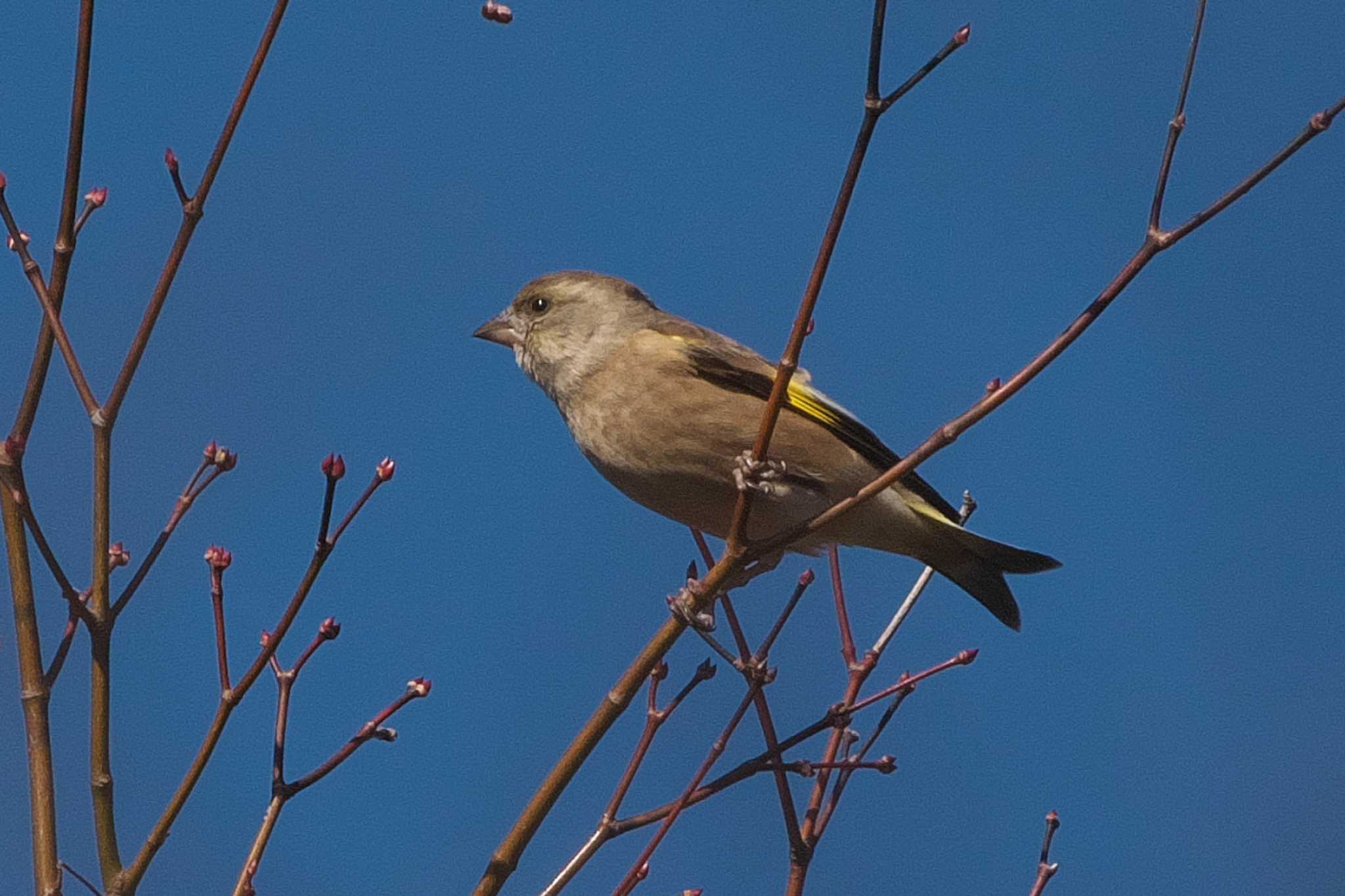 Grey-capped Greenfinch