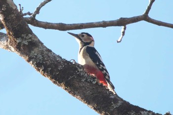 Fri, 11/24/2023 Birding report at 富士山須山口登山歩道