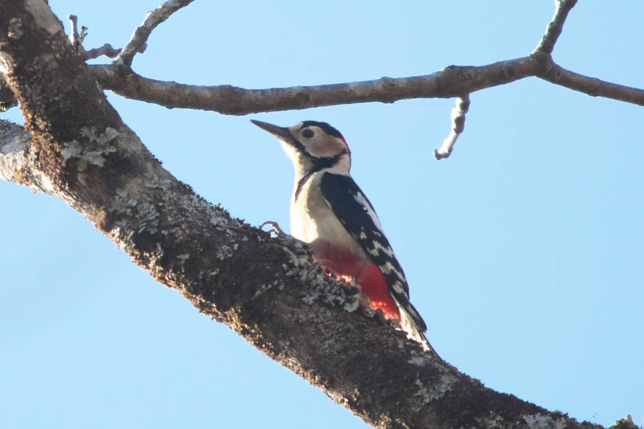Photo of Great Spotted Woodpecker at 富士山須山口登山歩道 by Y. Watanabe