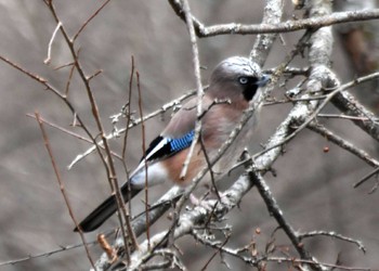 Eurasian Jay Senjogahara Marshland Thu, 11/23/2023