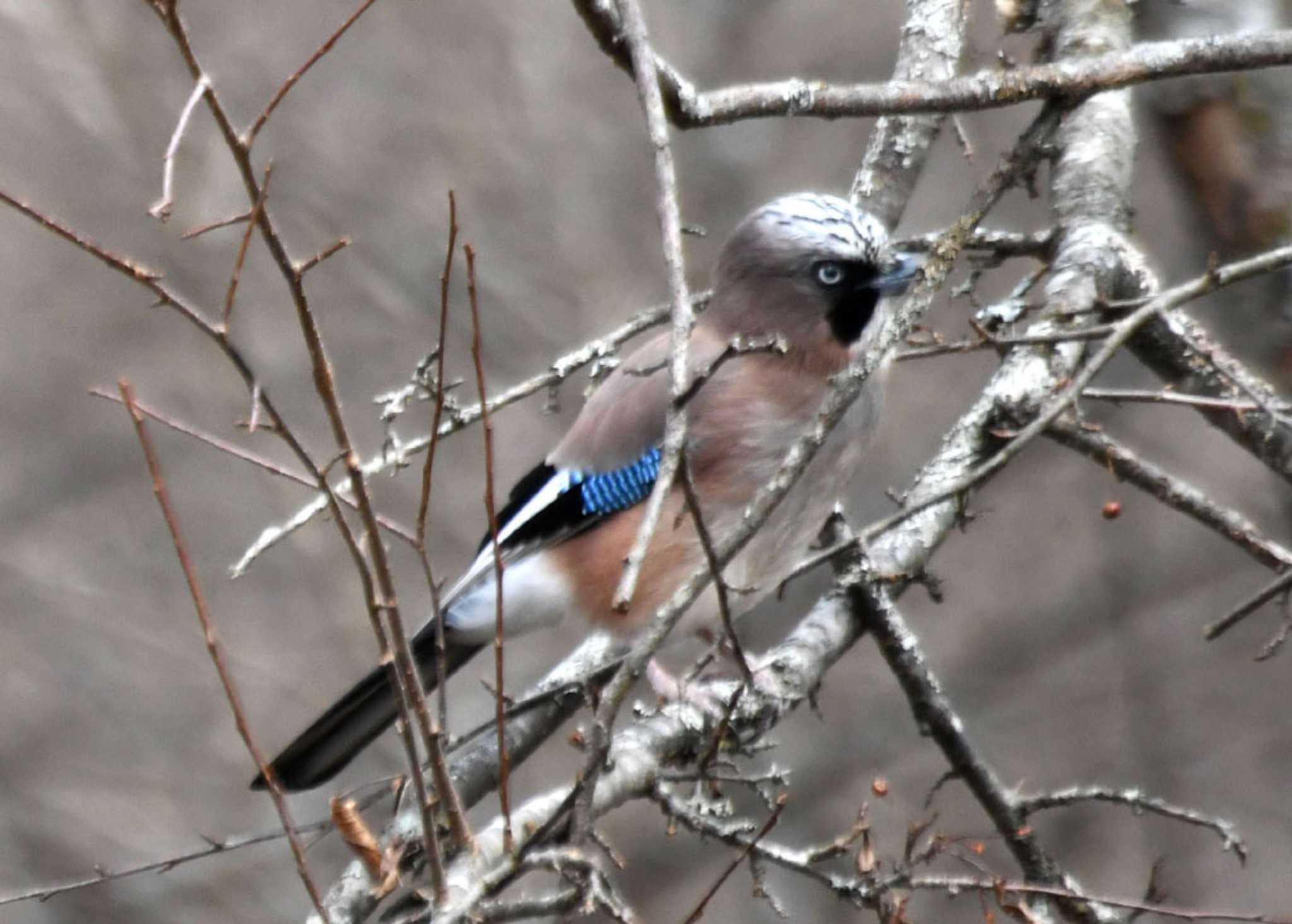 Photo of Eurasian Jay at Senjogahara Marshland by TOM57