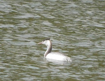 Great Crested Grebe 苧ヶ瀬池 Fri, 11/24/2023