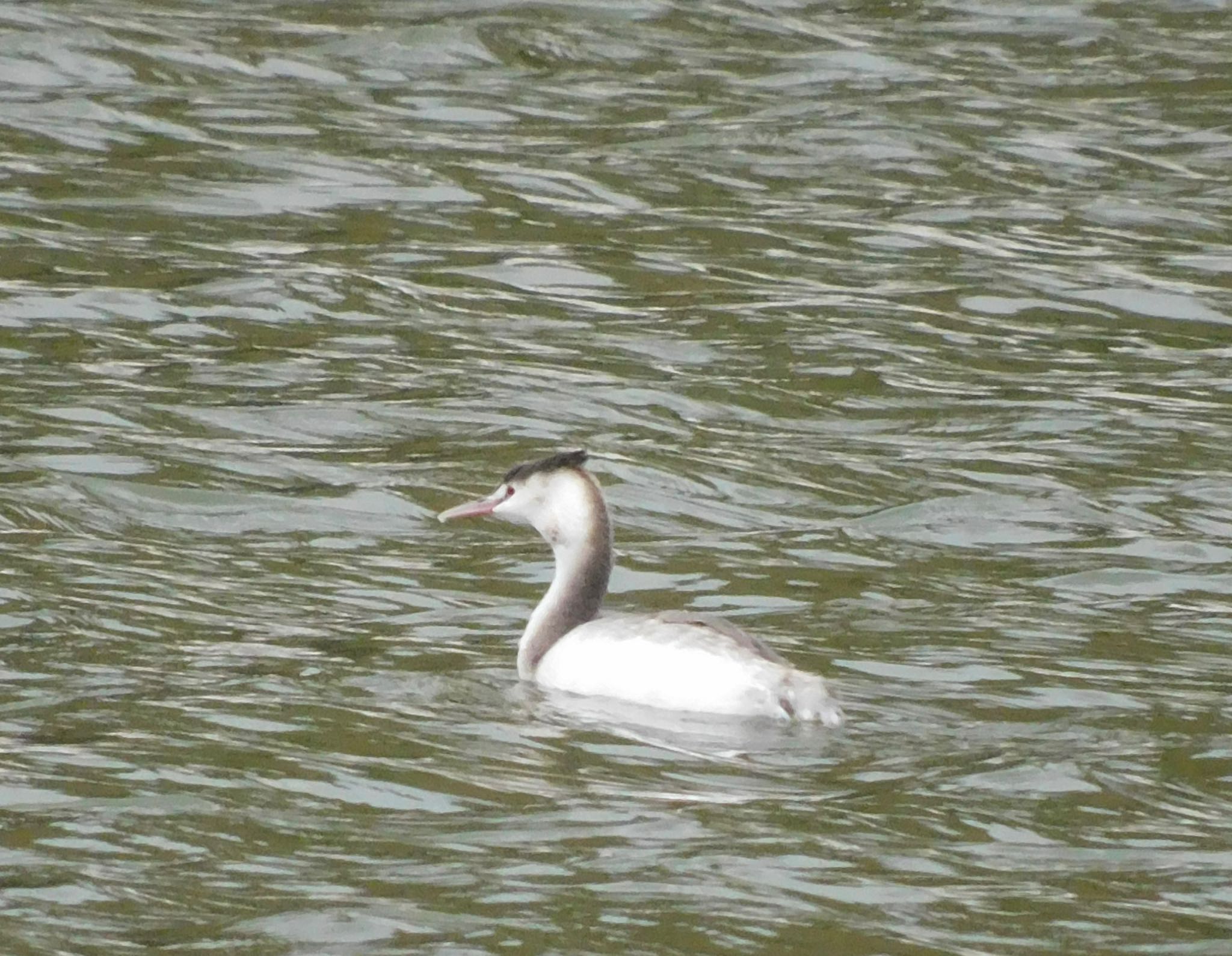 Photo of Great Crested Grebe at 苧ヶ瀬池 by noel