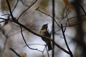 Red-flanked Bluetail 各務原市 Fri, 11/24/2023